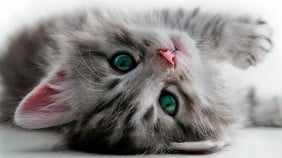 Cute Kitten
